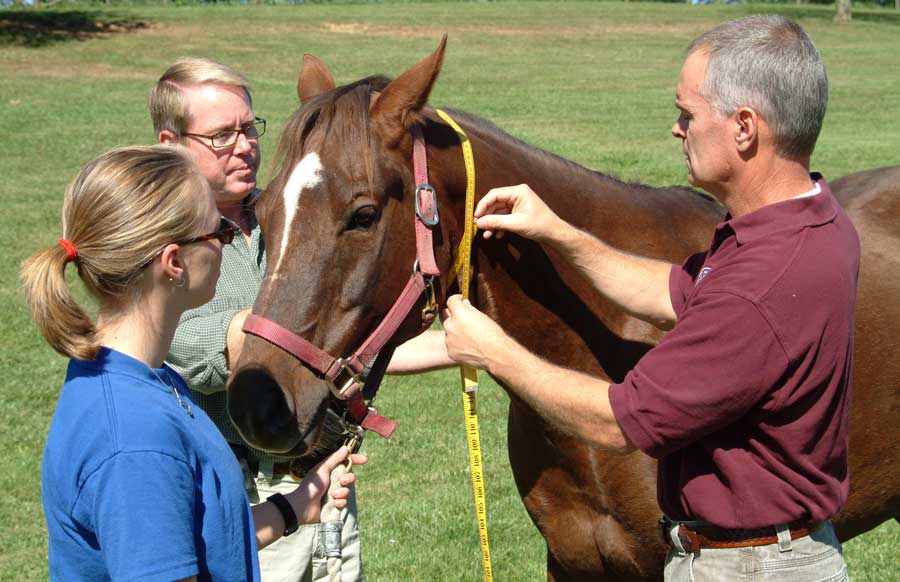 Thatcher (ctr.) and Pleasant (rt.) measure a horse