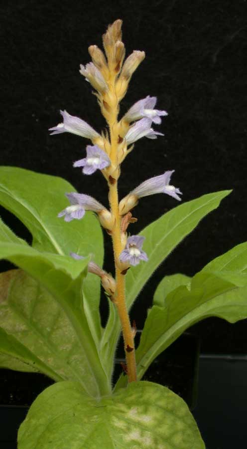 A floral shoot of the <em>Orobanche mutelii</em> parasite alongside the non-flowering shoot of its tobacco host.