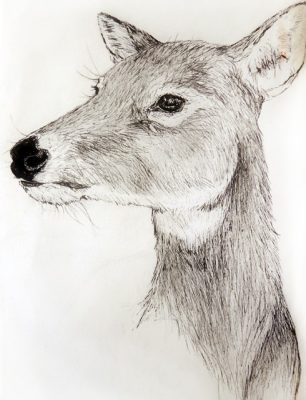 Pen-and-ink sketch of a deer