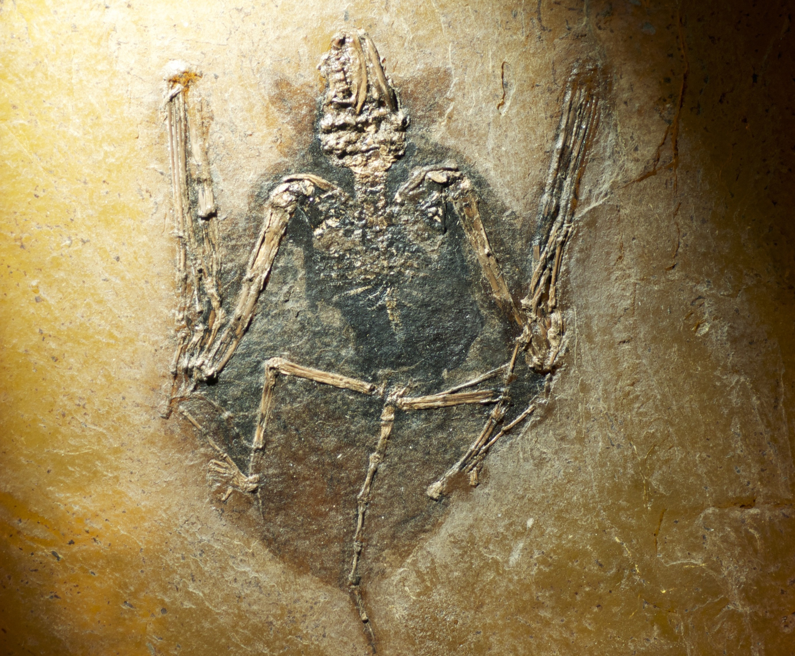 Bat fossil