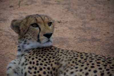The Cheetah Conservation Fund, where Millican stays when he is conducting research in Namibia, is home to four resident ambassador cheetahs, and multiple others that are rehabilitated and returned to the wild.  The goal of the organization is to save the cheetah in the wild by operating a set of integrated programs (including education and outreach) aimed at addressing the principle threats to the cheetah. Photo by Jelena Djakovic.