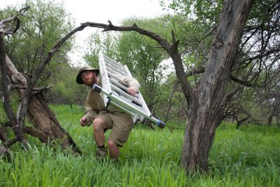 David Millican, a doctoral candidate in biological sciences in the College of Science, is searching for and monitoring tree cavities in 20 sites in Namibia, each approximately 40 acres in size. Photo by Jelena Djakovic.