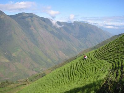 Growing potatoes along the slopes of the Andes presents new challenges for Ecuadorian farmers. 