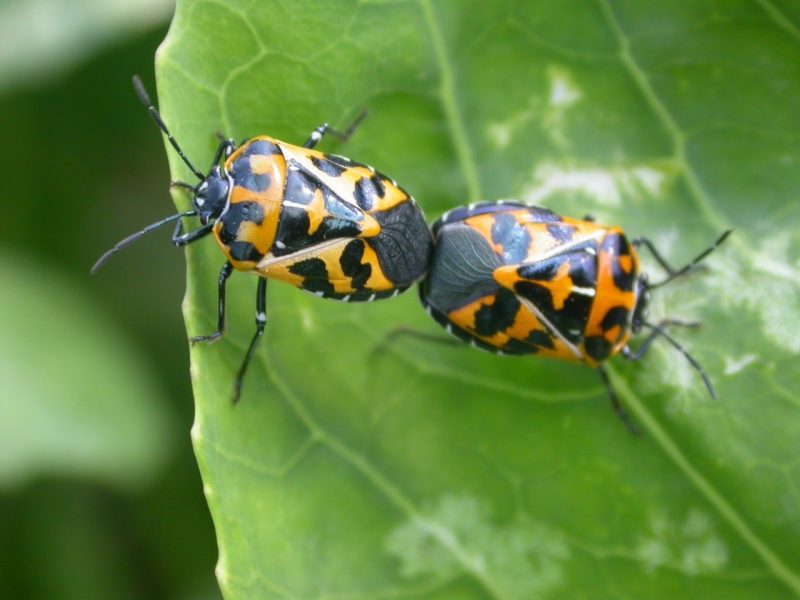 Mating harlequin bugs