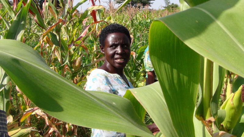 An African woman stands in the middle of a corn field.