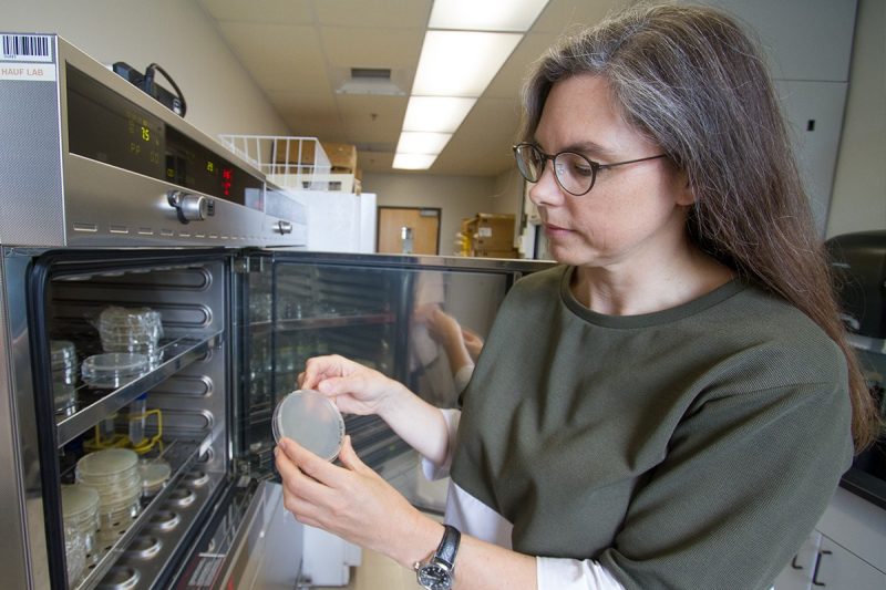 Professor Silke Hauf examines a cell culture in her laboratory