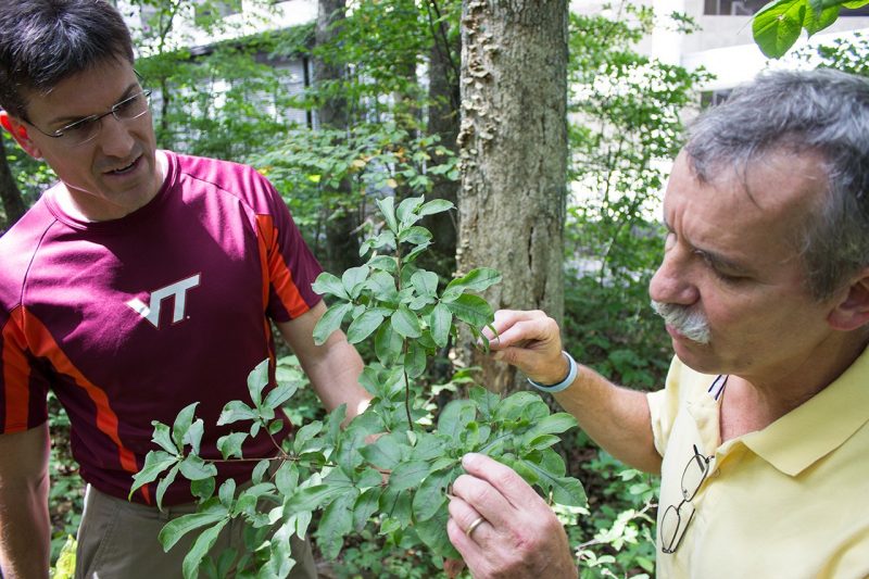 Two professors look at a tree within Stadium Woods