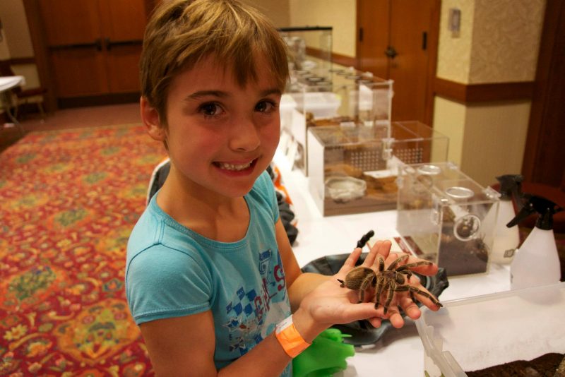 A young girl holds a tarantula.