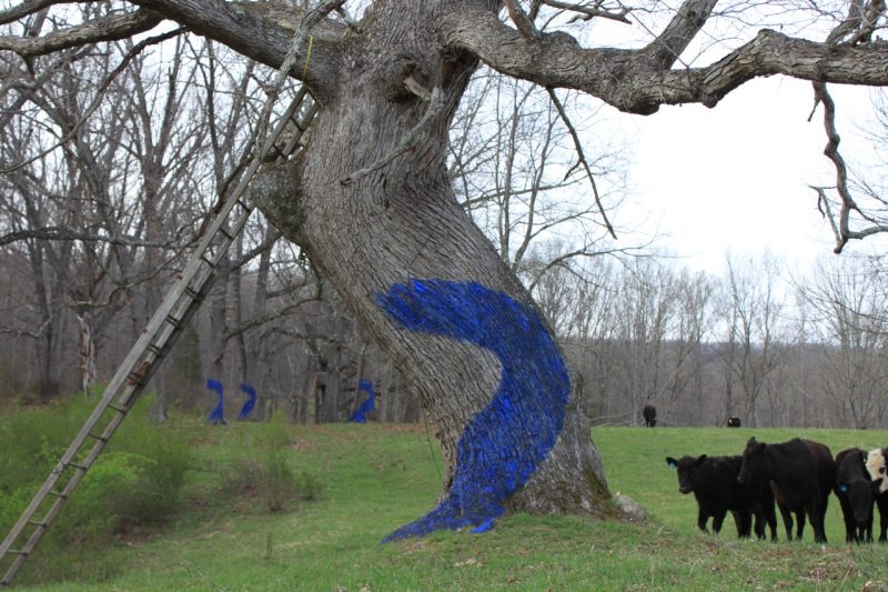 Large tree painted blue in a field with cows.