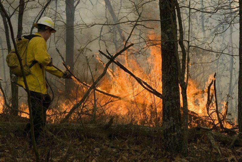 A firefighter battles a forest fire.