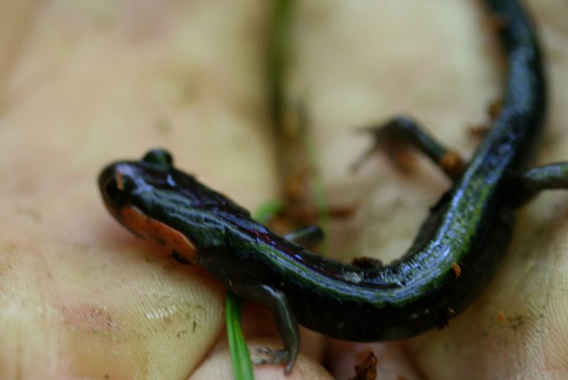cnre-redcheekedsalamander