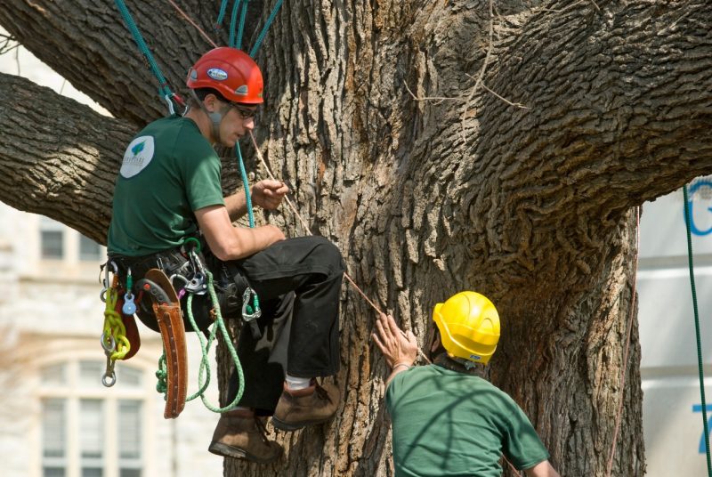 cnre-treeclimbing