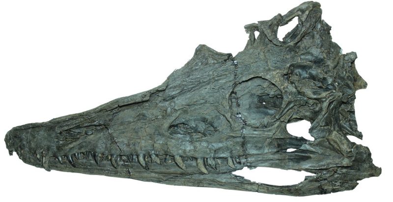 Skull of phytosaur