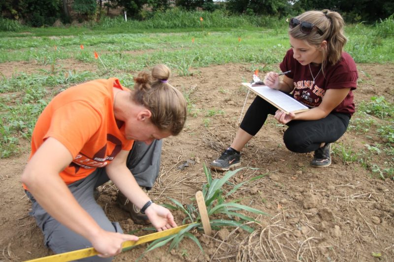 Shannen Kelly and Becky Fletcher measure Johnson grass