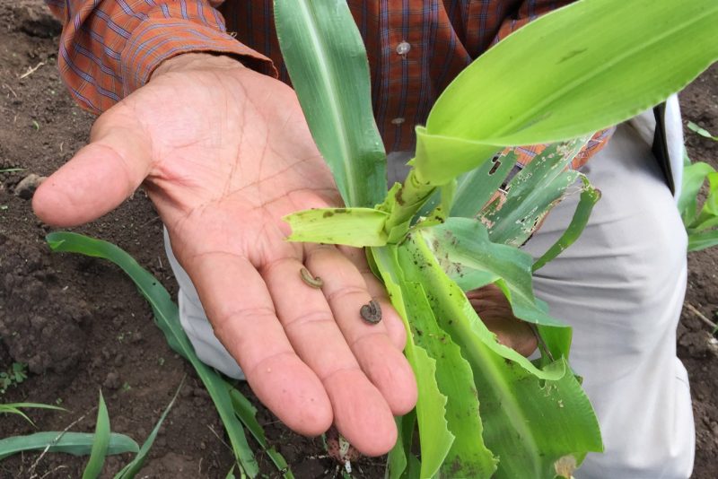 A man's hand holding two worms next to a damaged corn plant.
