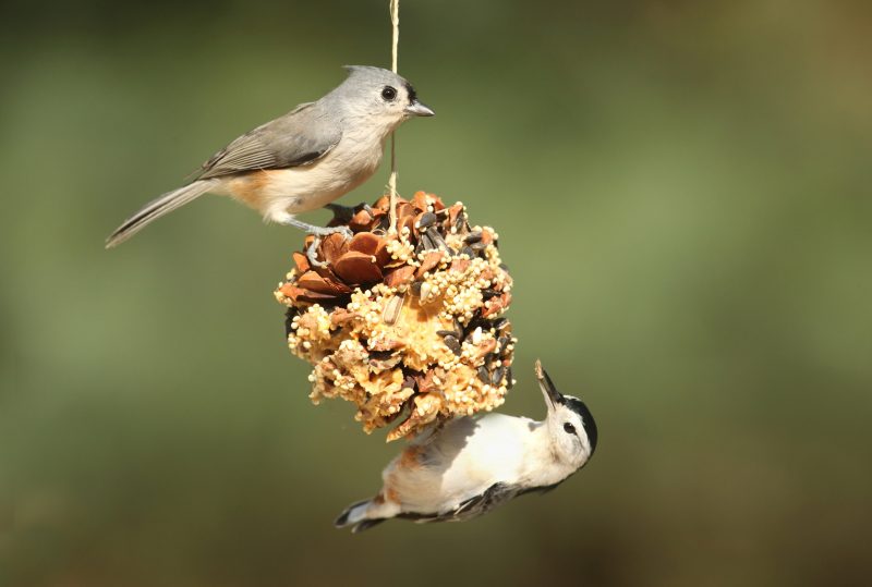 A tufted titmouse and a white-breasted nuthatch feed on a pinecone bird feeder. Photo by Steve Byland/Adobe Stock.