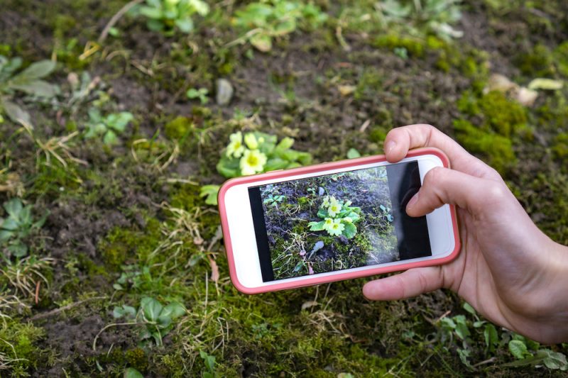 You can take photos of plants and use special apps to identify them. Photo by Bernadett/Adobe Stock. 