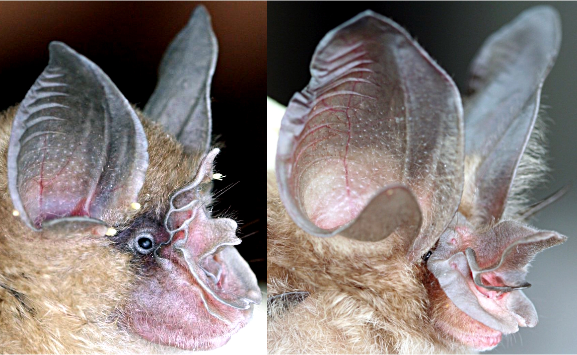 The noseleaf of a typical horseshoe bat species (left) versus that of Bourret's horseshoe bat, the Rhinolophus paradoxolophus (right).