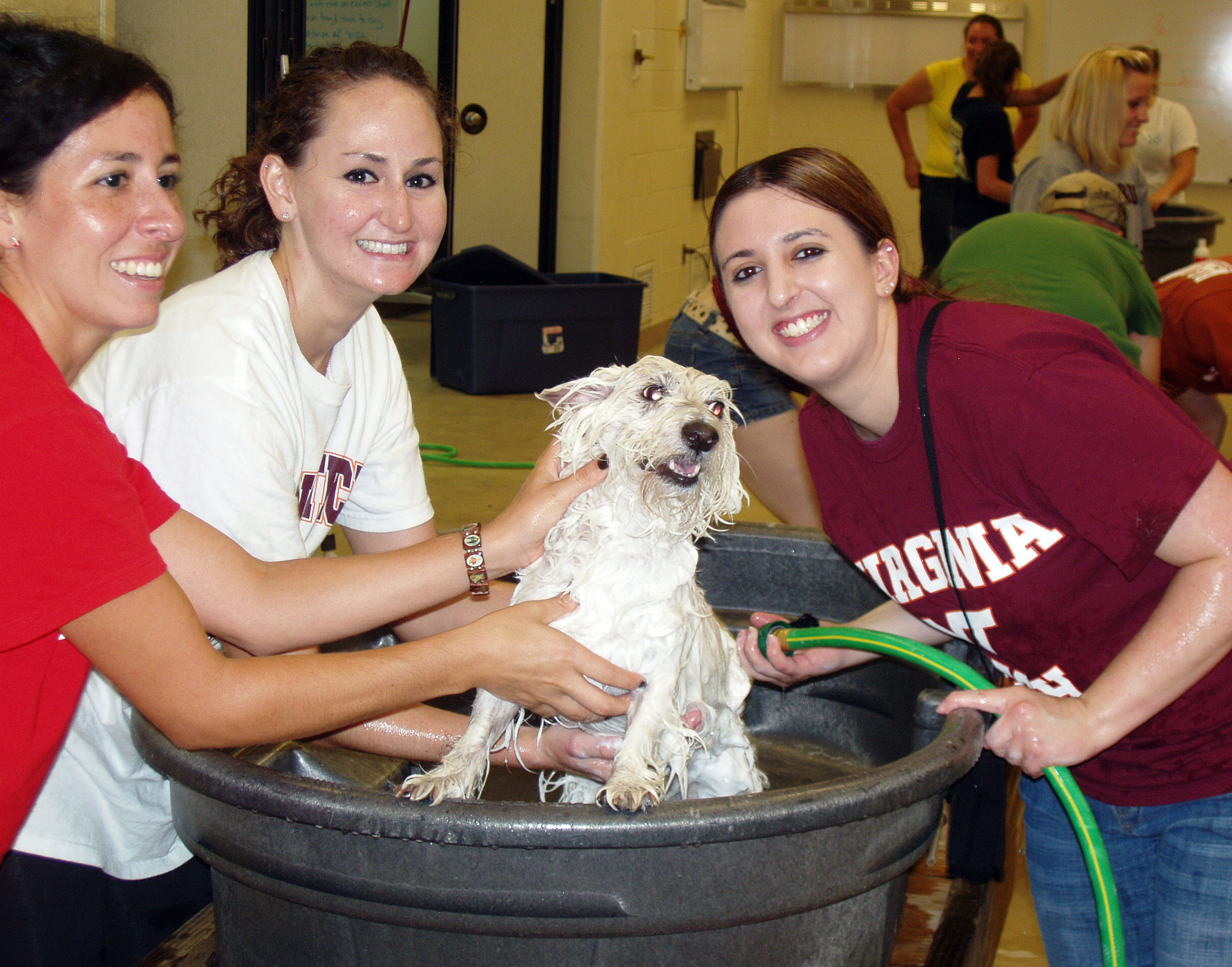 Veterinary students wash dog at community dog wash event.