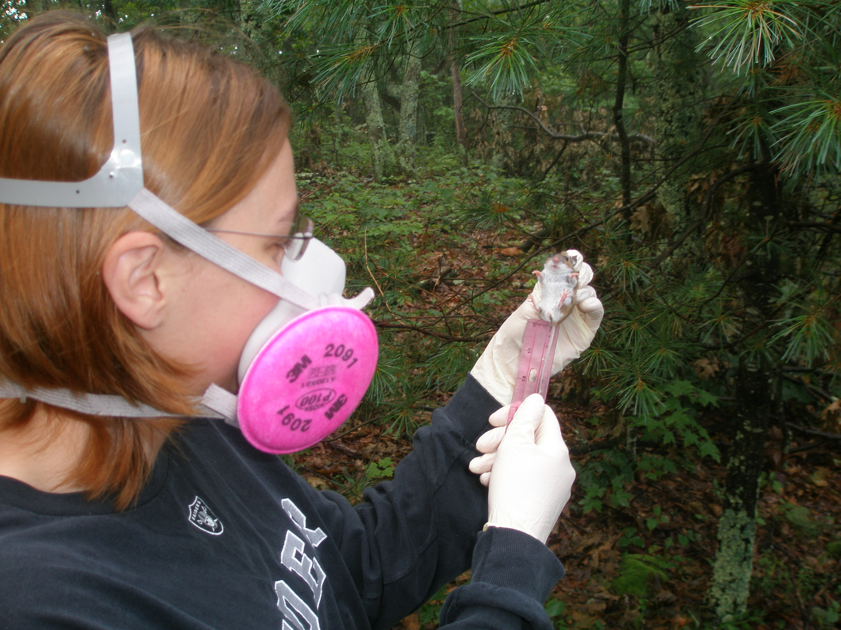 A woman wearing protective respiratory gear holds a mouse and measures the length of its tail in a wooded setting.