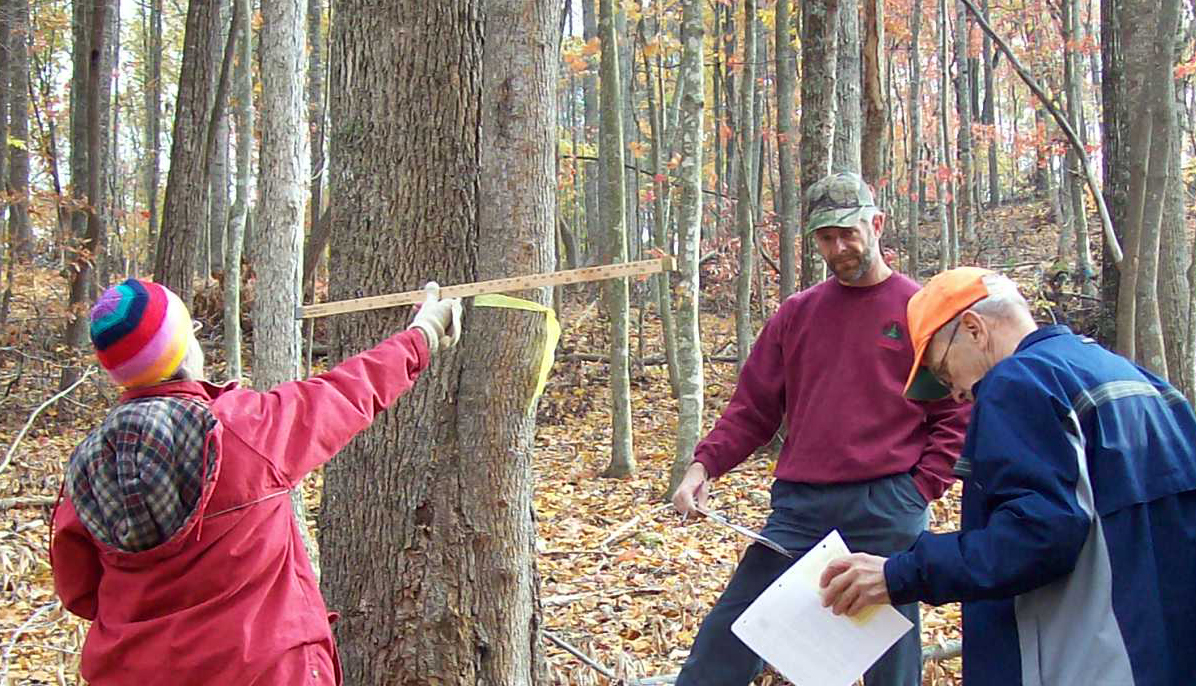 A participant in the Selling Your Timber short course learns to measure a tree using a Biltmore stick.