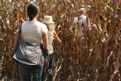 Three people walking into a tall, dense corn field.