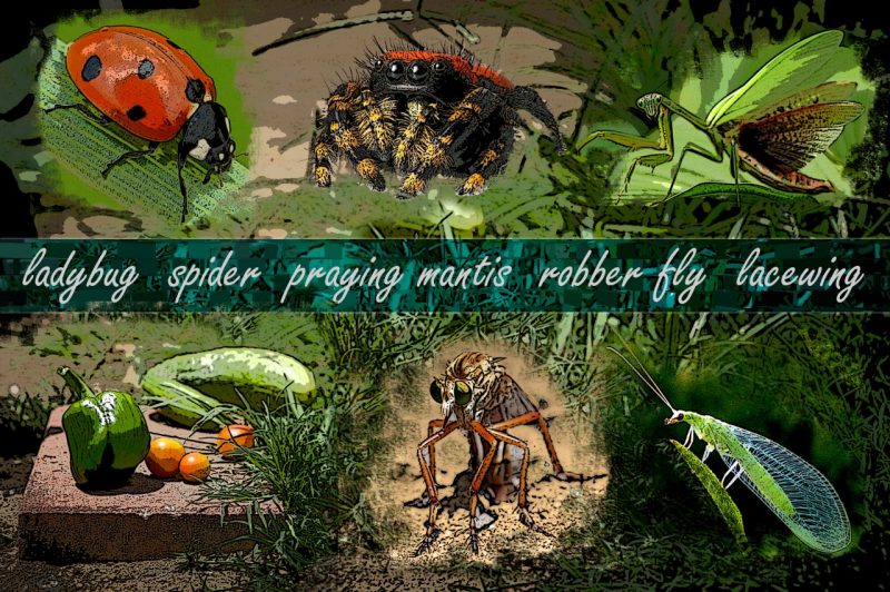 Graphic art shows vegetables plus insects including ladybug and spider