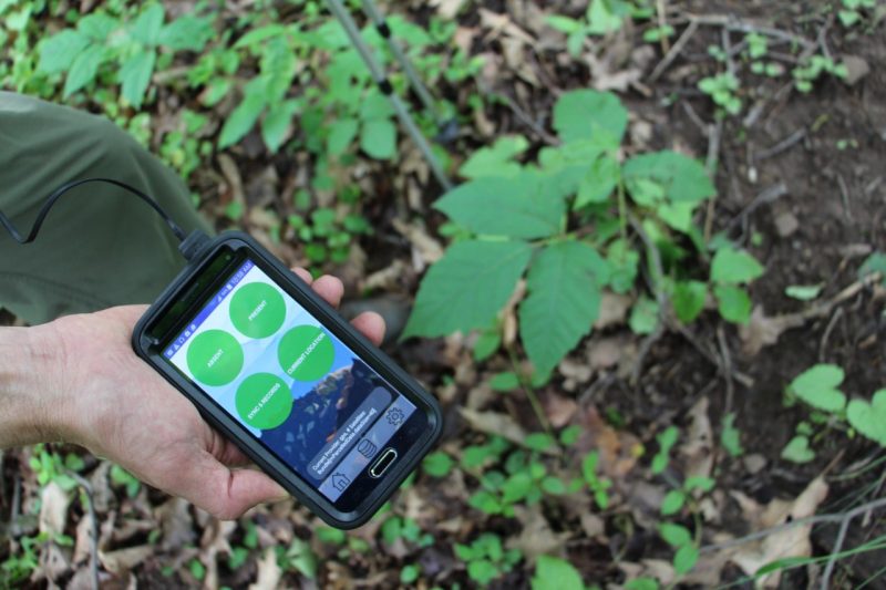 Someone holding a smart phone with poison ivy app open