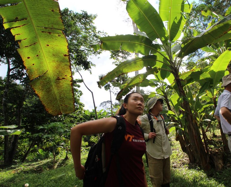 Charley Han visits a banana plantation. 