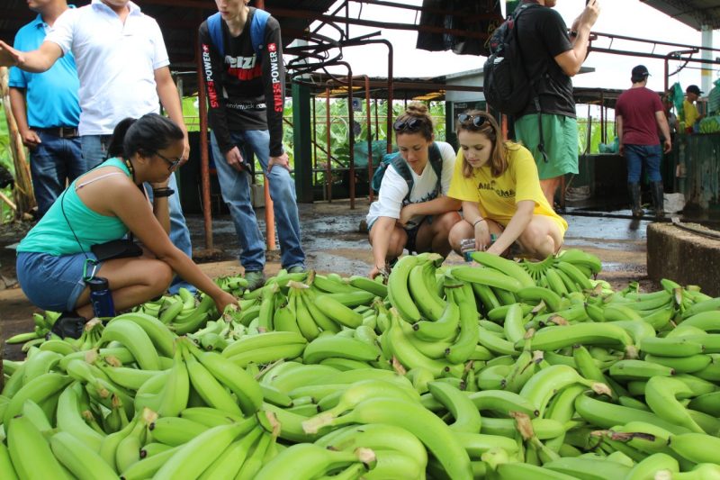 The students visited a banana plantation that sends 300 million bananas around the world every year.