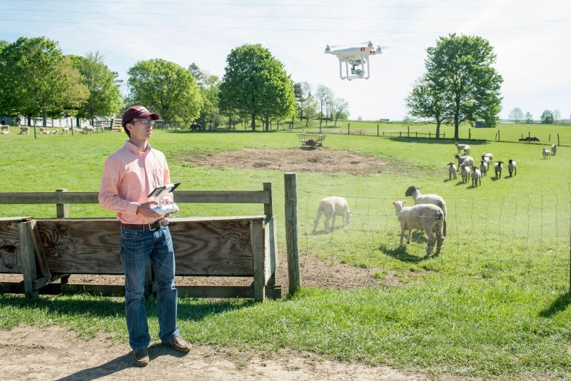 Andrew Weaver pilots a drone to test the herd's sensitivity to the device.