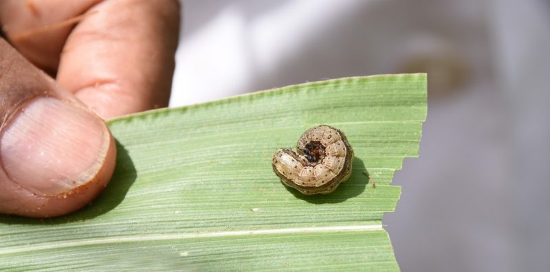armyworm, pictured on a corn leaf in Ethiopia