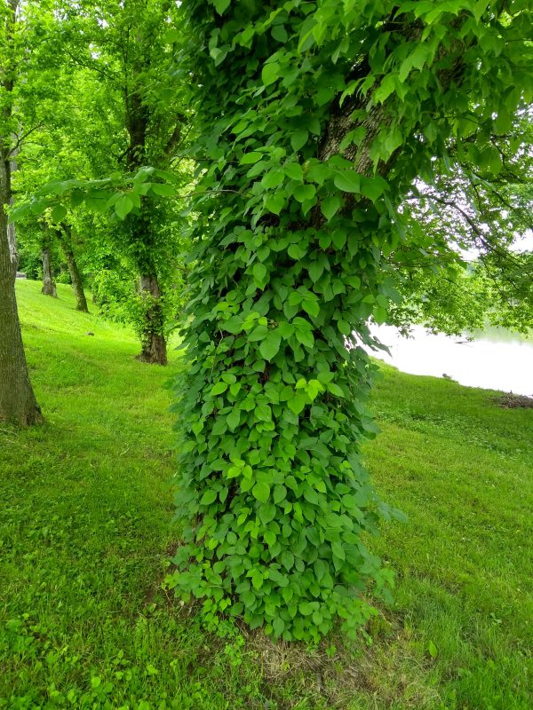 image of poison ivy choking a tree 