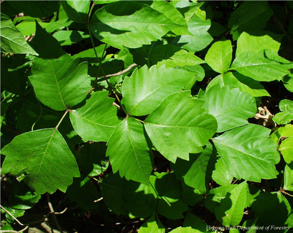 image of poison ivy