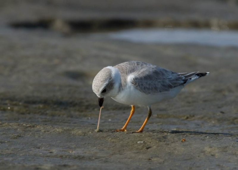 Piping Plover in winter plumage  Photo Credit: Sid Maddock