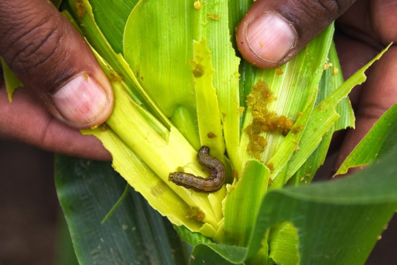 The fall armyworm eats away at a maize plant, which is being held by a researcher.