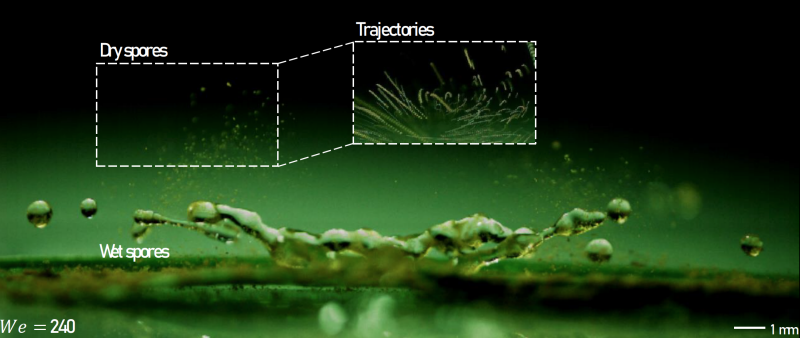 Raindrop splash dispersing plant pathogen