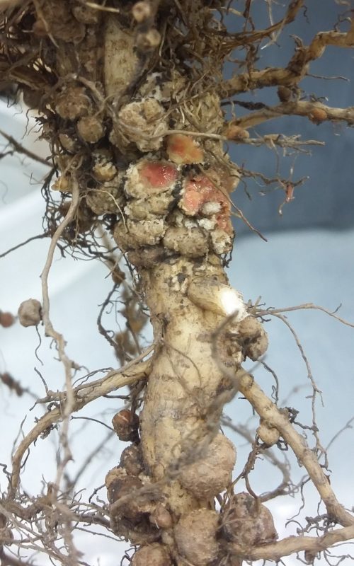 Soybean root nodules 