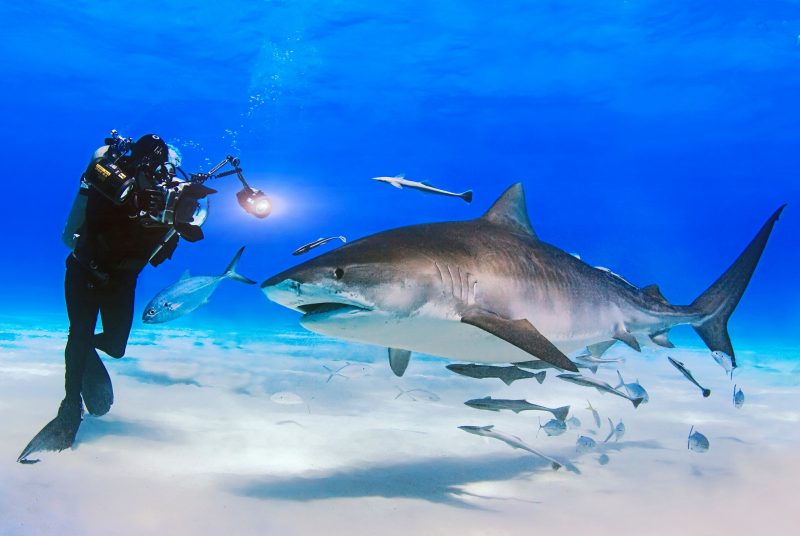 David Doubilet photographs a tiger shark underwater.