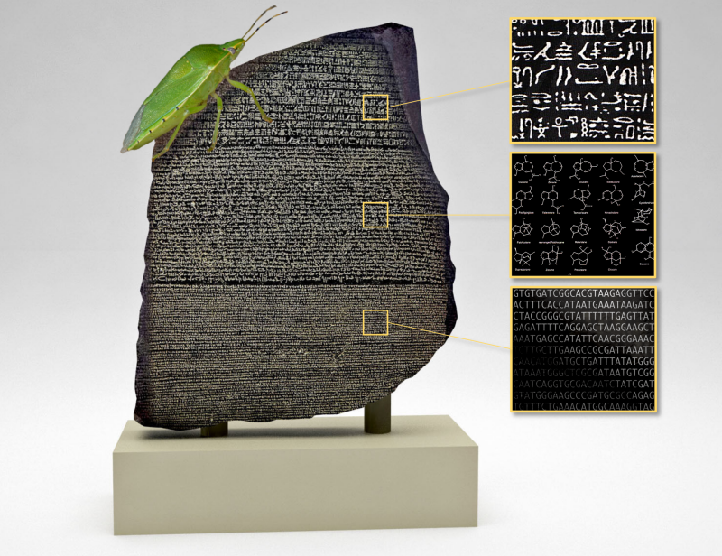 Image of the famous Rosetta Stone, with sections composed of hieroglyphics, chemical structures, and genetic code, respectively.. A green stink bug rests on the upper left corner of the Rosetta Stone.