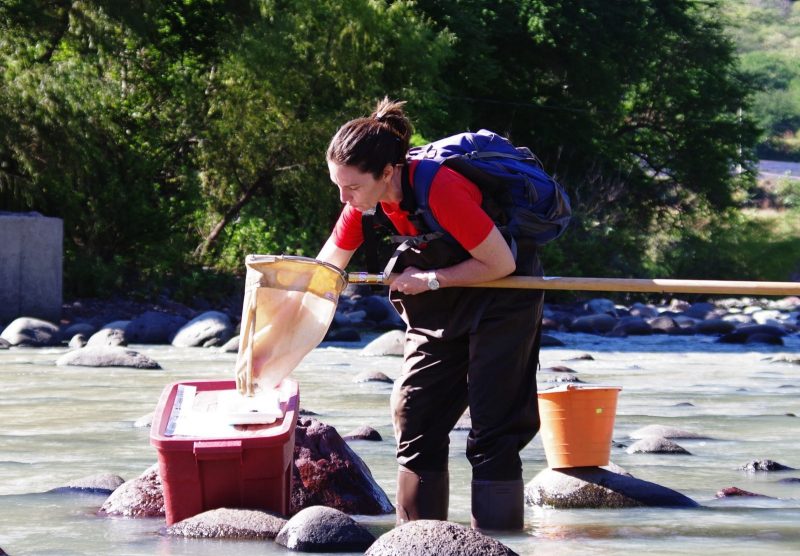 Image of Sally Entrekin sampling a stream in search of aquatic insects, including mayfly nymphs. 