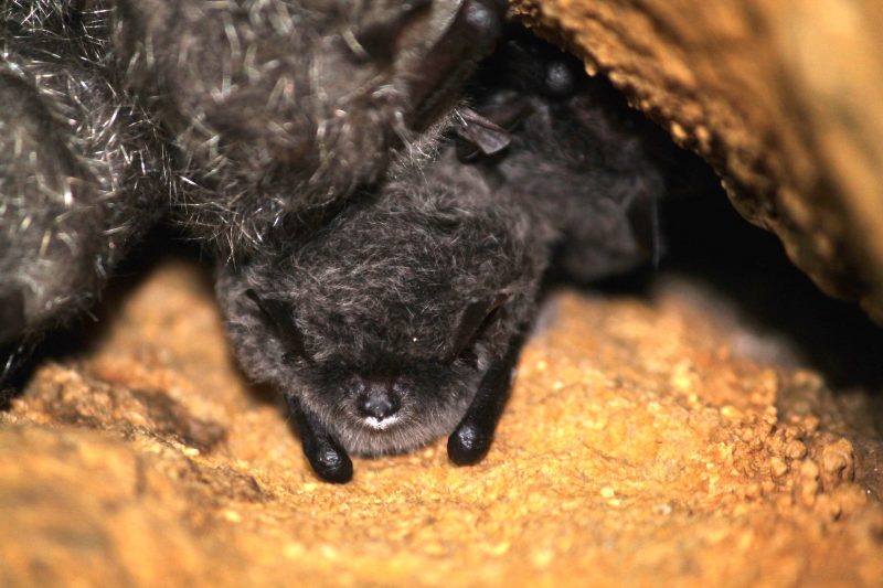 A big-footed myotis (Myotis macrodactylus) lightly infected with the fungal pathogen, Pseudogymnoascus destructans, in the Iwate prefecture, Japan. One bat is tucked away in a small crevice, with its wings tucked under their body. Photo courtesy of Joseph R Hoyt.