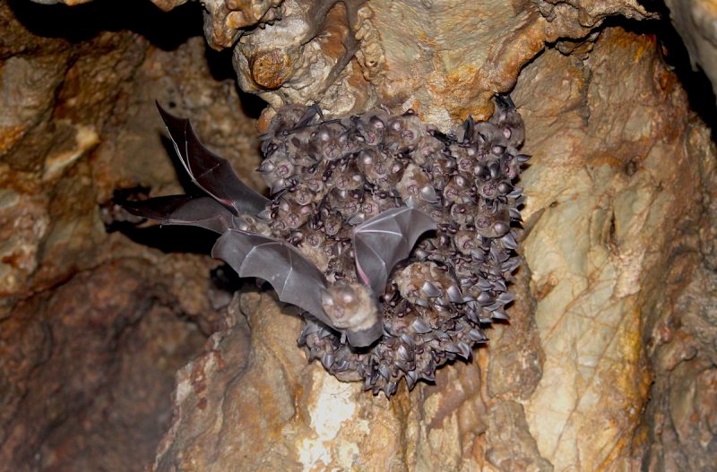 A cluster of greater horseshoe bats (Rhinolophus ferrumequinum) roosting in a cave at the end of winter in Jilin province, China. They are tightly packed, and one bat is flying away from the cluster and towards the camera.