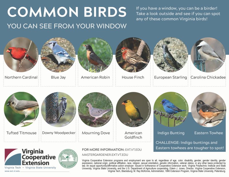 Chart showing these common Virginia birds: Northern cardinal, blue jay, American robin, house finch, European starling, carolina chickadee, tufted titmouse, downy woodpecker, mourning dove, American goldfinch,  indigo bunting, and eastern towhee
