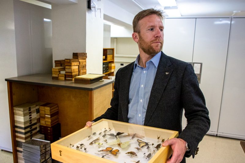 Nathan Hall carries a drawer of insect specimens in the Virginia Tech Insect Collection in the basement of Seitz Hall.