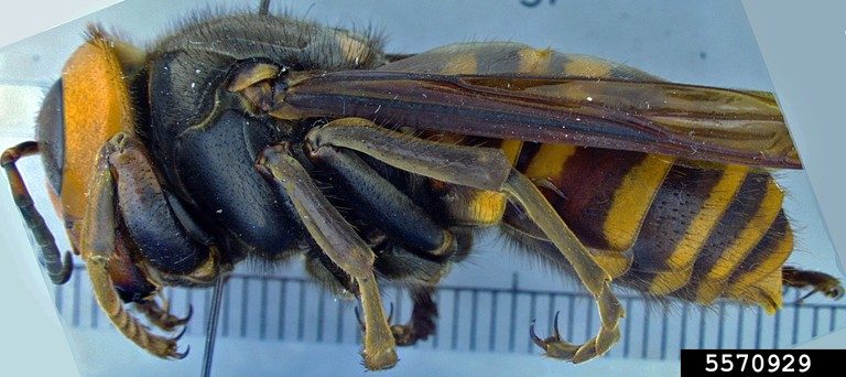 Asian giant hornet Photo credit: Allan Smith-Pardo, Invasive Hornets, USDA APHIS PPQ, Bugwood.org 