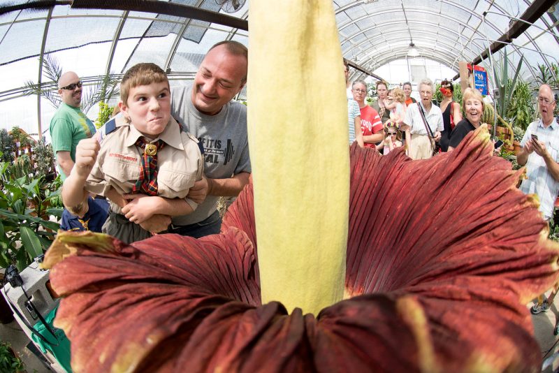 A boy takes a smell of a corpse flower while his father watches. 