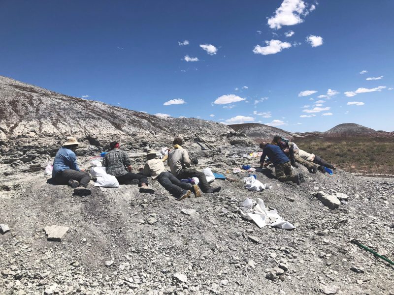 A Virginia Tech team of paleontologists -- composed of undergraduates and graduate students, and faculty -- excavate a rich fossil site from the Triassic Period at Petrified Forest National Park. In the photo, the fossil diggers have their backs to the camera as they work on rocky terrain under a blue sky. Photo courtesy of Sterling Nesbitt.