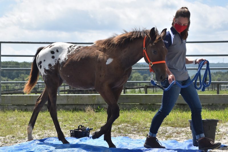 VT WapsDoubleTrouble, or “Rory,” practices walking across a tarp with her student handler, Amelia Young, during an Equine Youngstock Training & Marketing lab