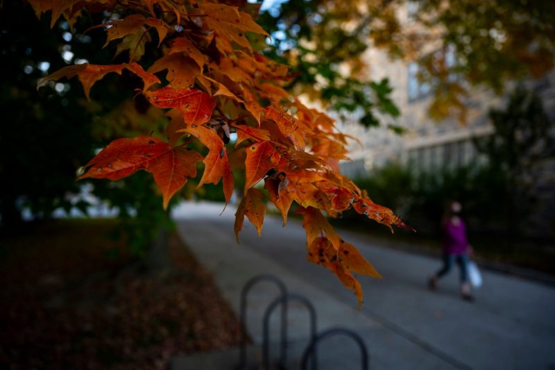 A tree on campus in the fall